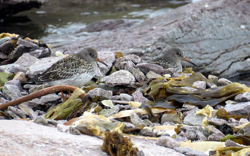 Purple Sandpipers 