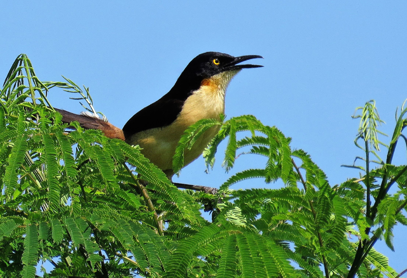 Black-capped Donacobius. Photo  Gina Nichol.