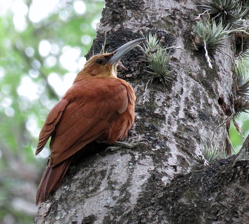 Great Rufous Woodcreeper. Photo © Gina Nichol.