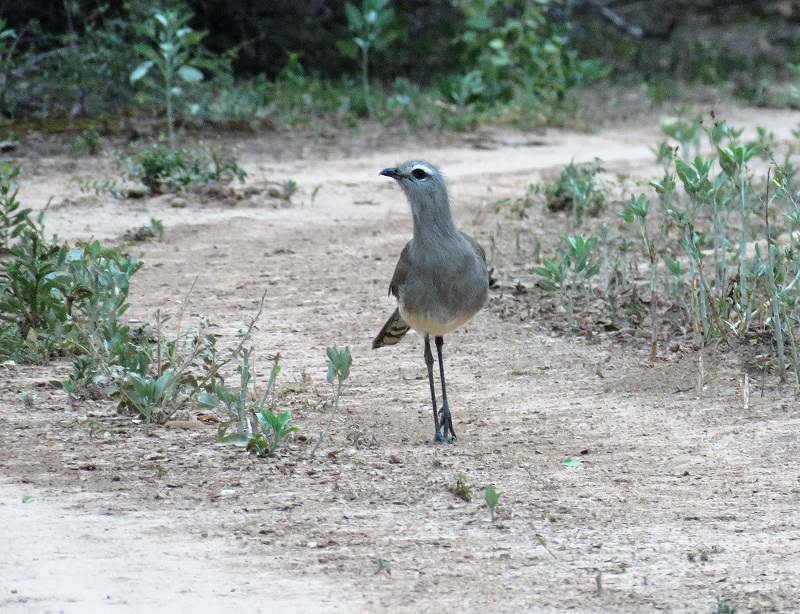 Black-legged Seriema. Photo © Gina Nichol. 