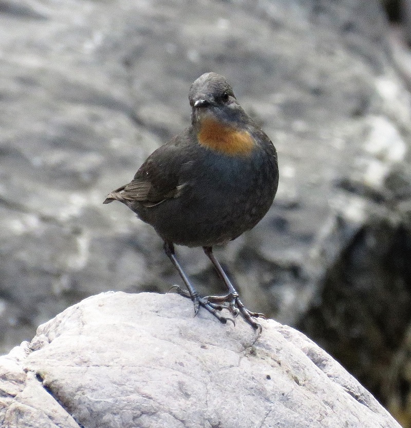 Rufous-throated Dipper. Photo © Gina Nichol. 