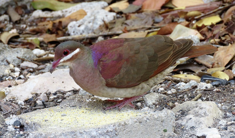 Key West Quail-Dove. Photo  Gina Nichol. 