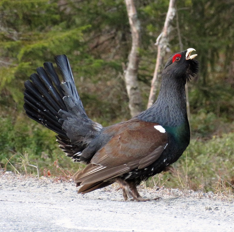 Capercaillie. Photo © Gina Nichol. 