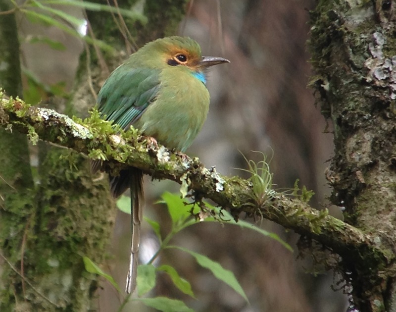 Blue-throated Motmot. Photo © Gina Nichol. 