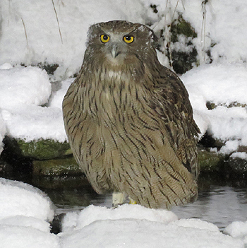 Blackiston's Fish Owl. Photo by Gina Nichol. 