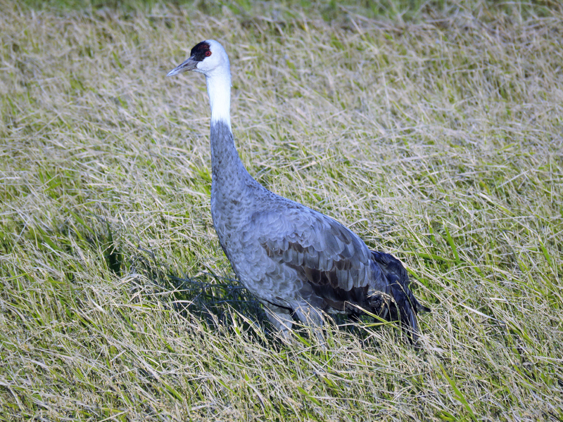 Hooded Crane, Arasaki. Photo  Gina Nichol. 