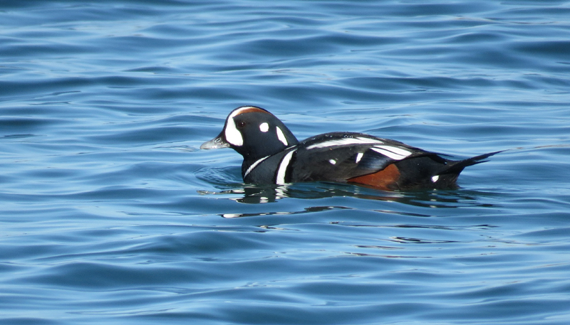 Harlequin Duck. Photo  Gina Nichol. 