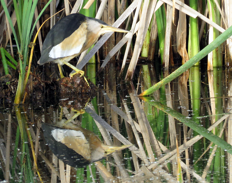 Little Bittern. Photo  Gina Nichol. 