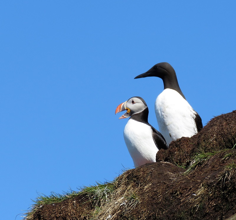 Atlantic Puffin & Common Murre. Photo © Gina Nichol. 