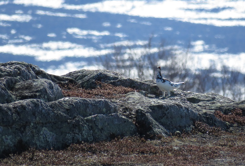 Rock Ptarmigan. Photo © Gina Nichol. 