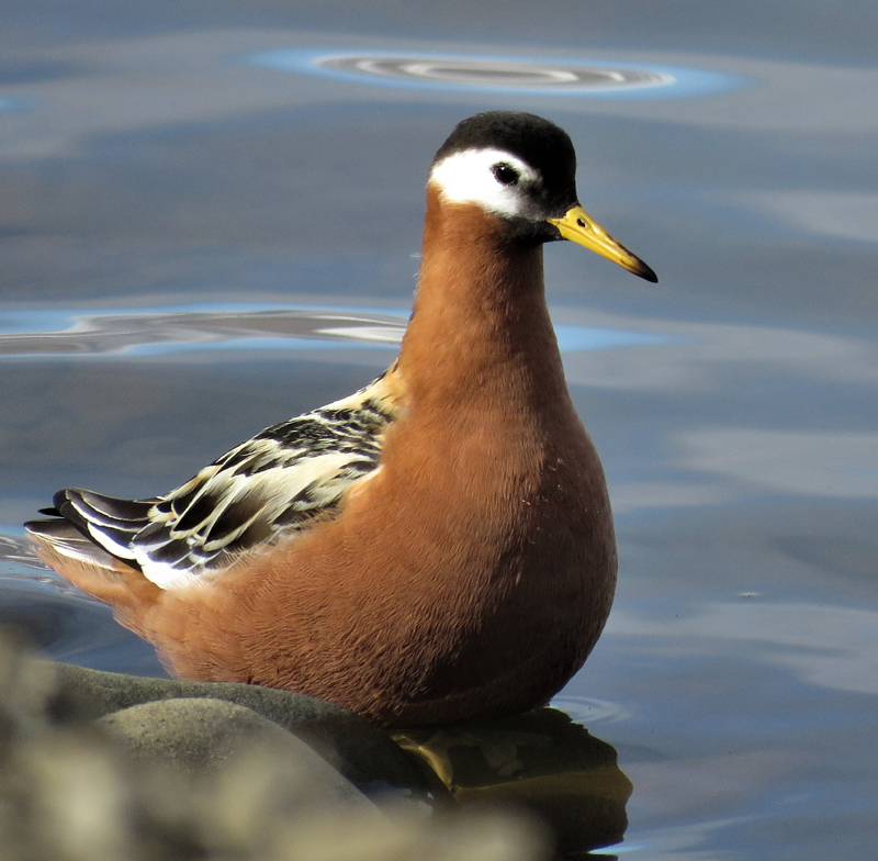 Red Phalarope with a halo. Photo  Gina Nichol. 