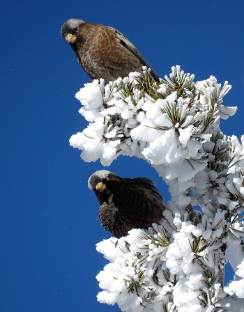 Gray-crowned and Black Rosy Finch at Sandia Crest, New Mexico. Photo by Gina Nichol. 