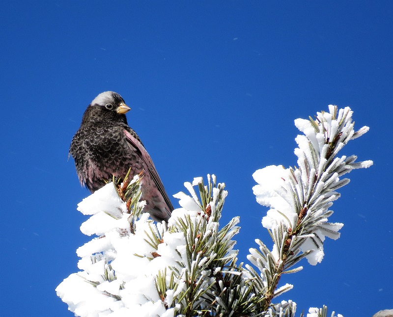 Black Rosy Finch. Photo © Gina Nichol.