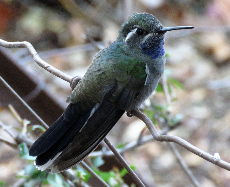 Blue-throated Mountain Gem. Photo © Gina Nichol. 