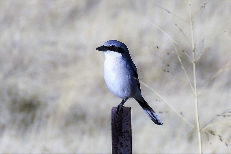 Loggerhead Shrike. Photo © Gina Nichol. 