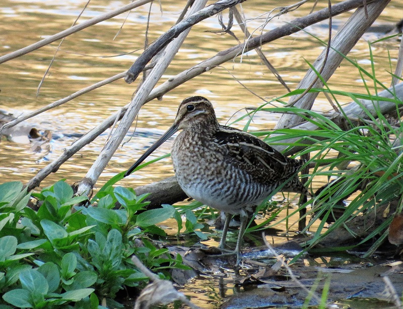 Wilson's Snipe. Photo © Gina Nichol. 