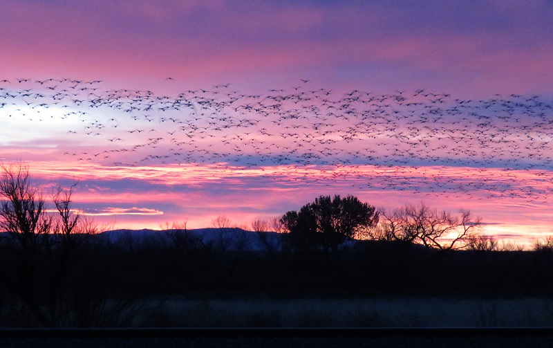 Sunrise, Bosque del Apache. Photo © Gina Nichol. 