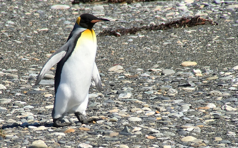 King Penguin