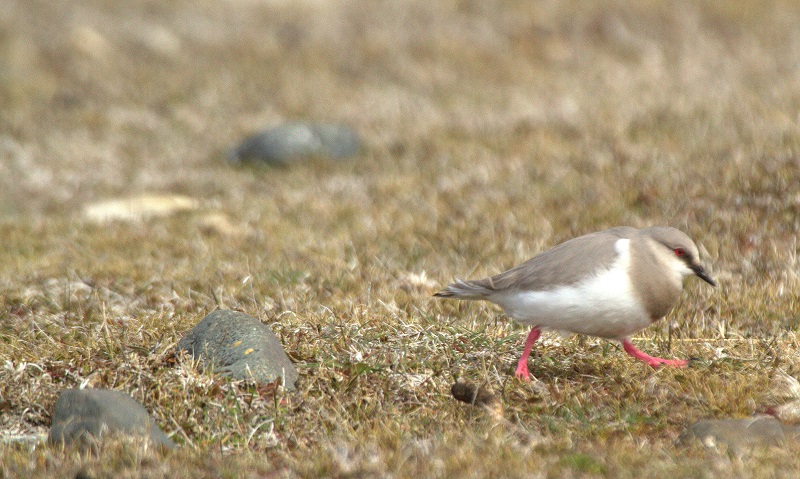 Magellanic Plover. Photo © Rodrigo Tapia.