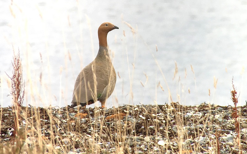 Ruddy-headed Goose