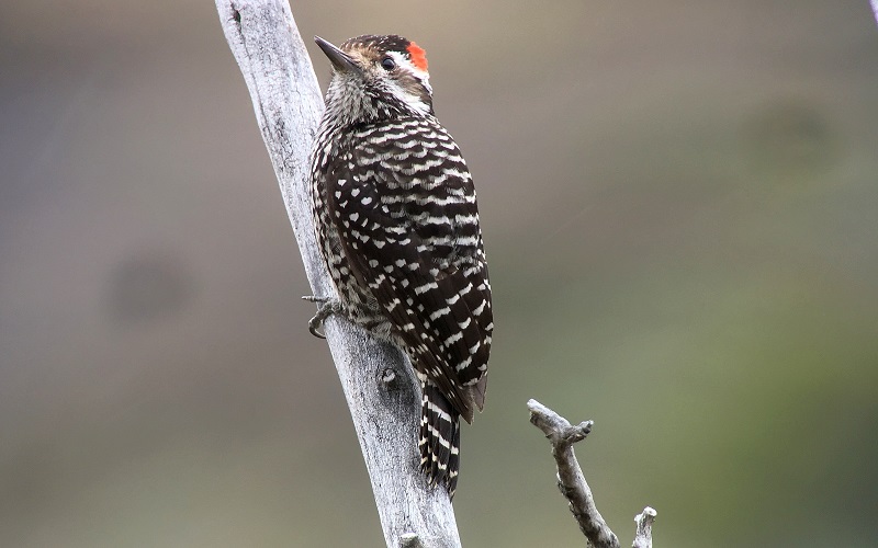 Striped Woodpecker