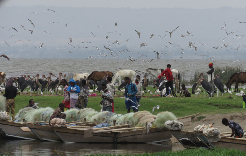 Awassa Lake Fish Market. Photo  Gina Nichol. 