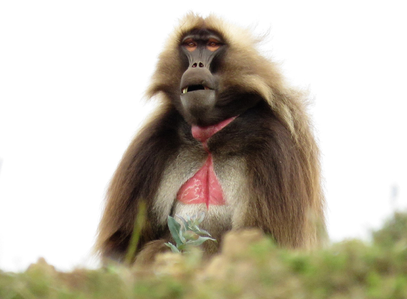 Gelada. Photo  Gina Nichol.