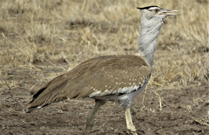 Arabian Bustard. Photo  Gina Nichol. 