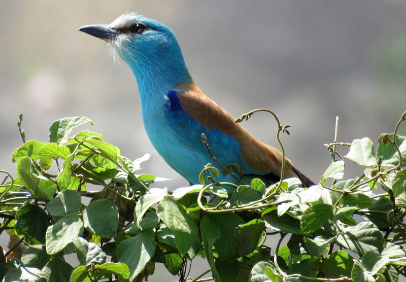 European Roller. Photo  Gina Nichol. 