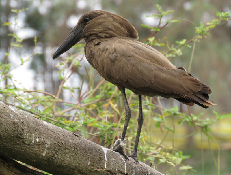 Hamerkop. Photo  Gina Nichol.