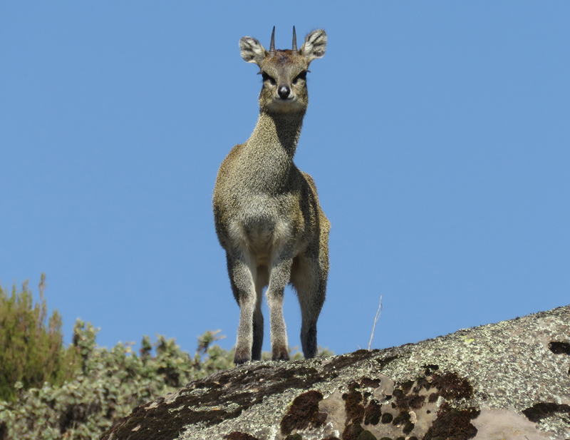 Klipspringer. Photo  Gina Nichol.