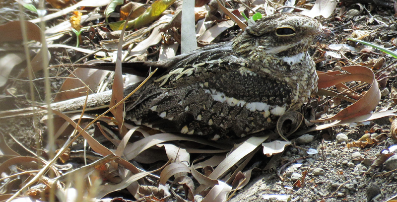 Slender-tailed Nightjar. Photo  Gina Nichol. 