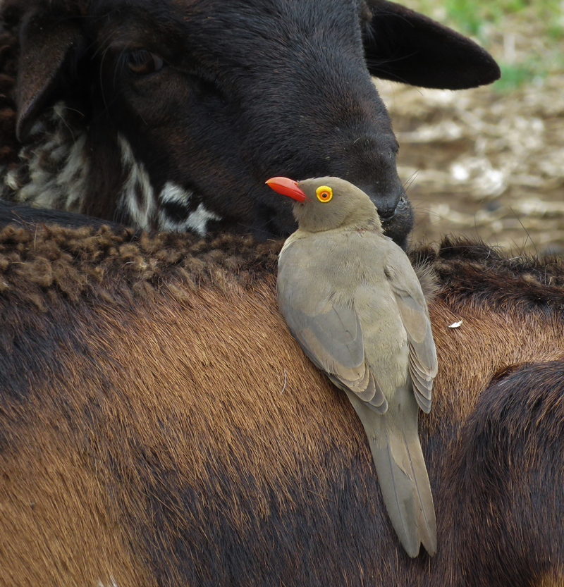 Red-billed Oxpecker. Photo  Gina Nichol. 