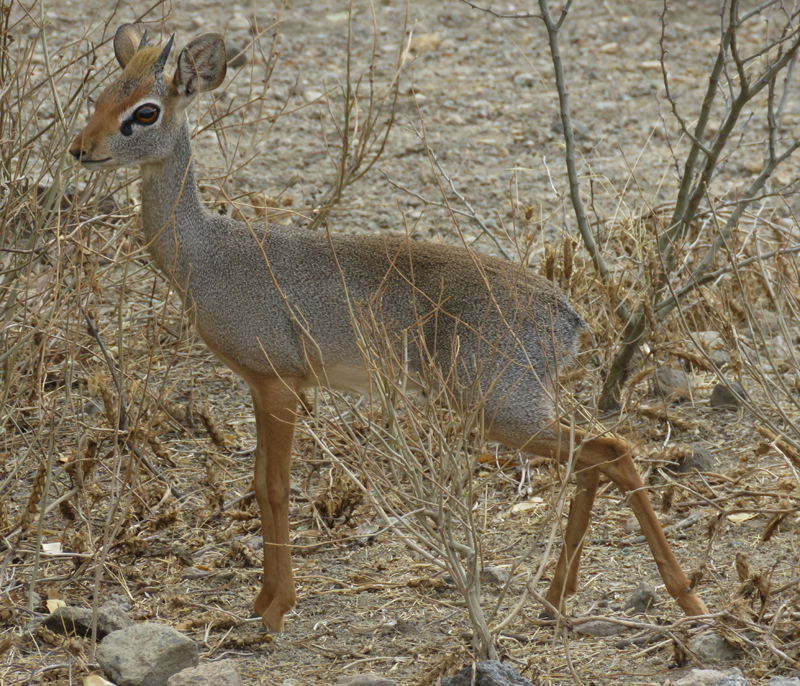 Salt's Dik Dik.