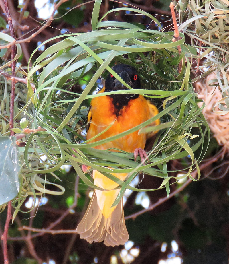 Village Weaver weaving. Photo  Gina Nichol. 