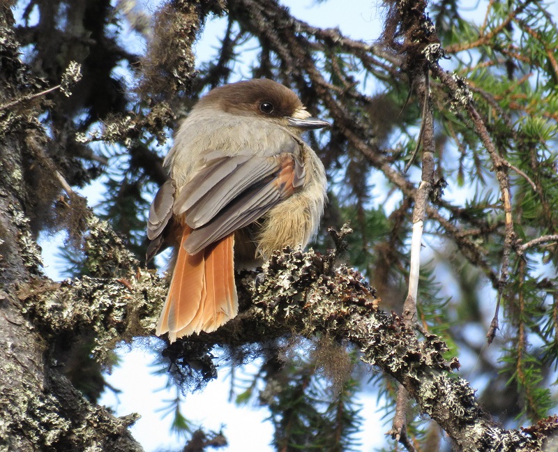 Siberian Jay. Photo © Gina Nichol.