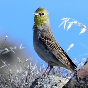 Cinereous Bunting. Photo by Gina Nichol.