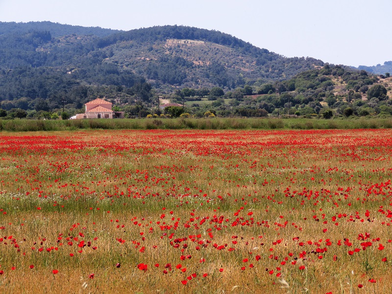 Poppy Fields on Lesvos. Photo © Gina Nichol. 