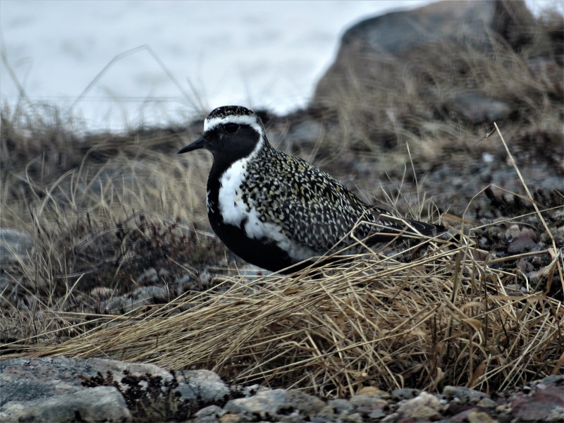 European Golden Plover. Photo © Gina Nichol. 