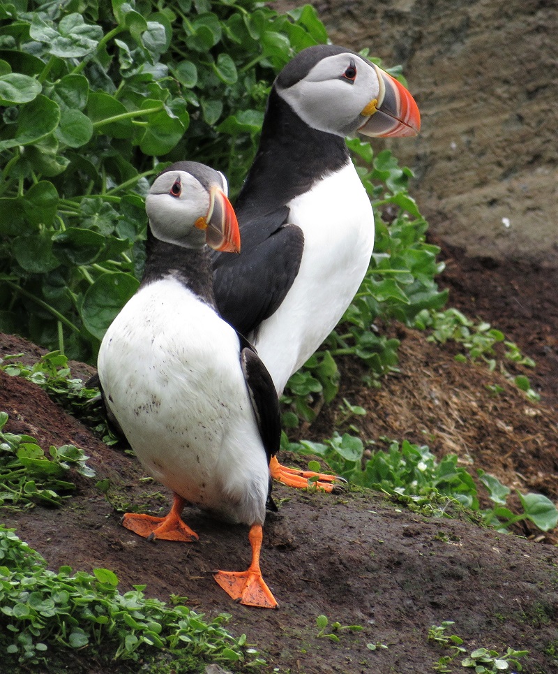 Puffins. Photo © Gina Nichol.