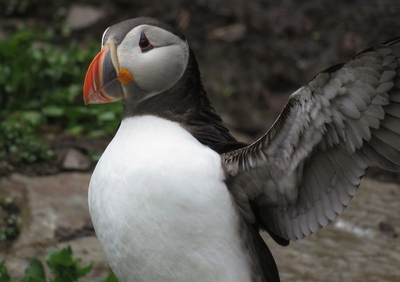 Puffins. Photo © Gina Nichol.