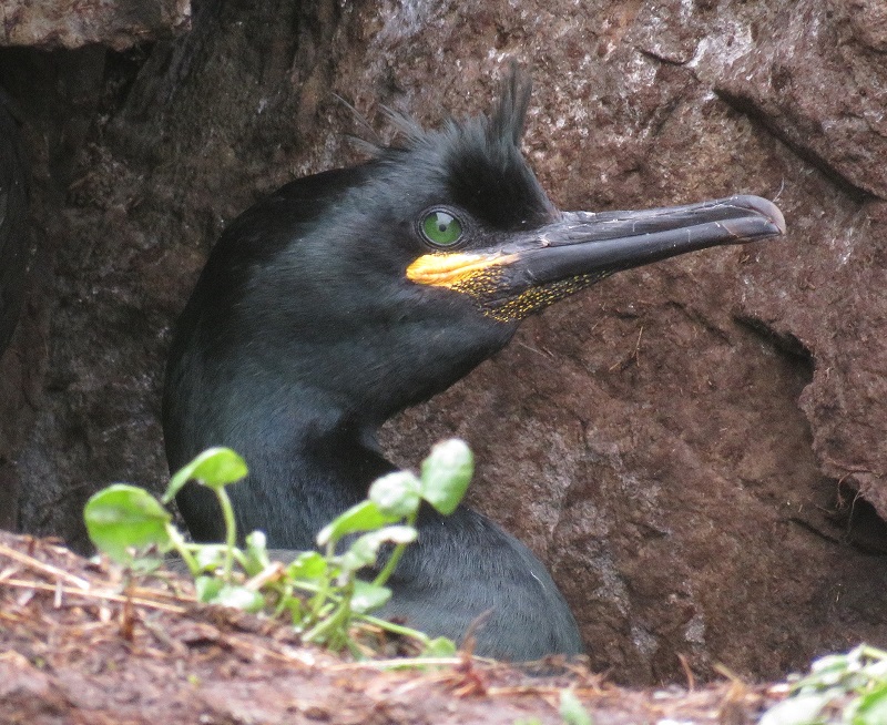 Shag. Photo © Gina Nichol. 