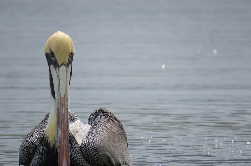 Brown Pelican. Photo © Gina Nichol. 