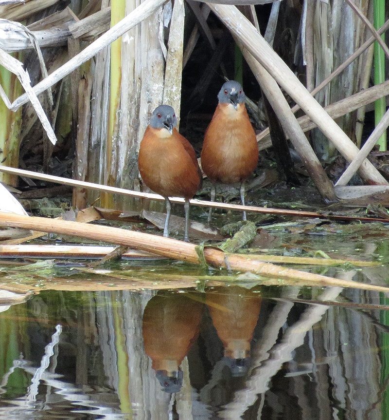 Ruddy Crakes. Photo © Gina Nichol.