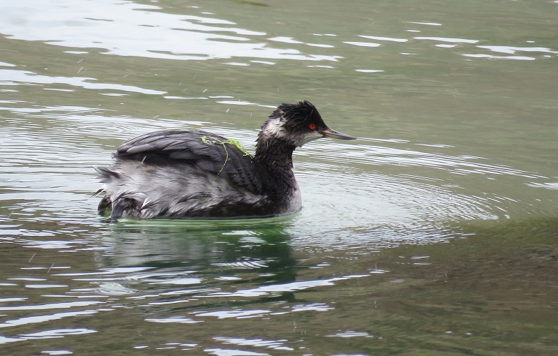 Eared Grebe. Photo © Gina Nichol.