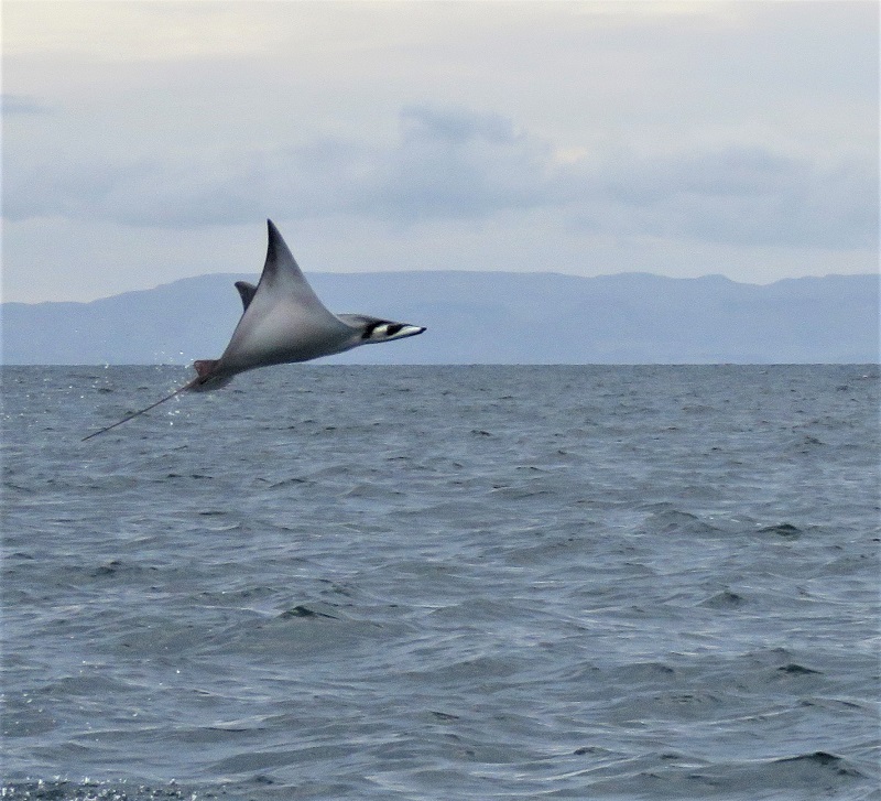 Mobula Ray, airborne! Photo © Gina Nichol.