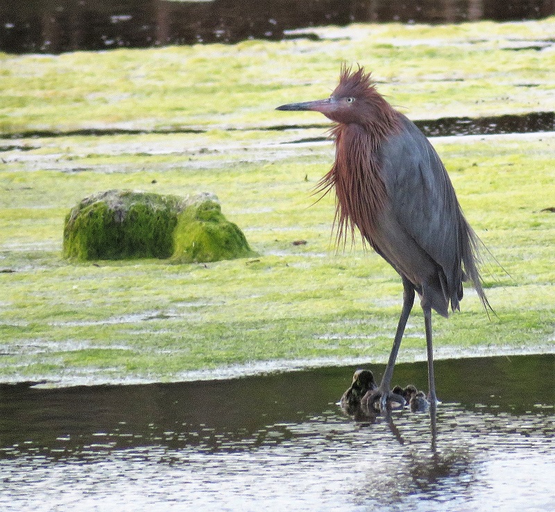 Reddish Egret. Photo © Gina Nichol.