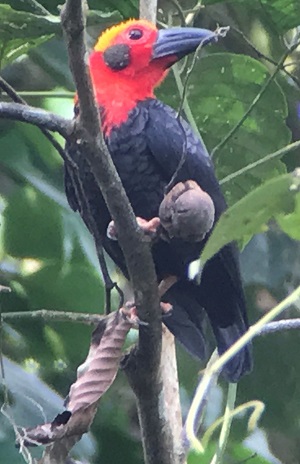 Bornean Bristlehead. Photo © Gina Nichol. 