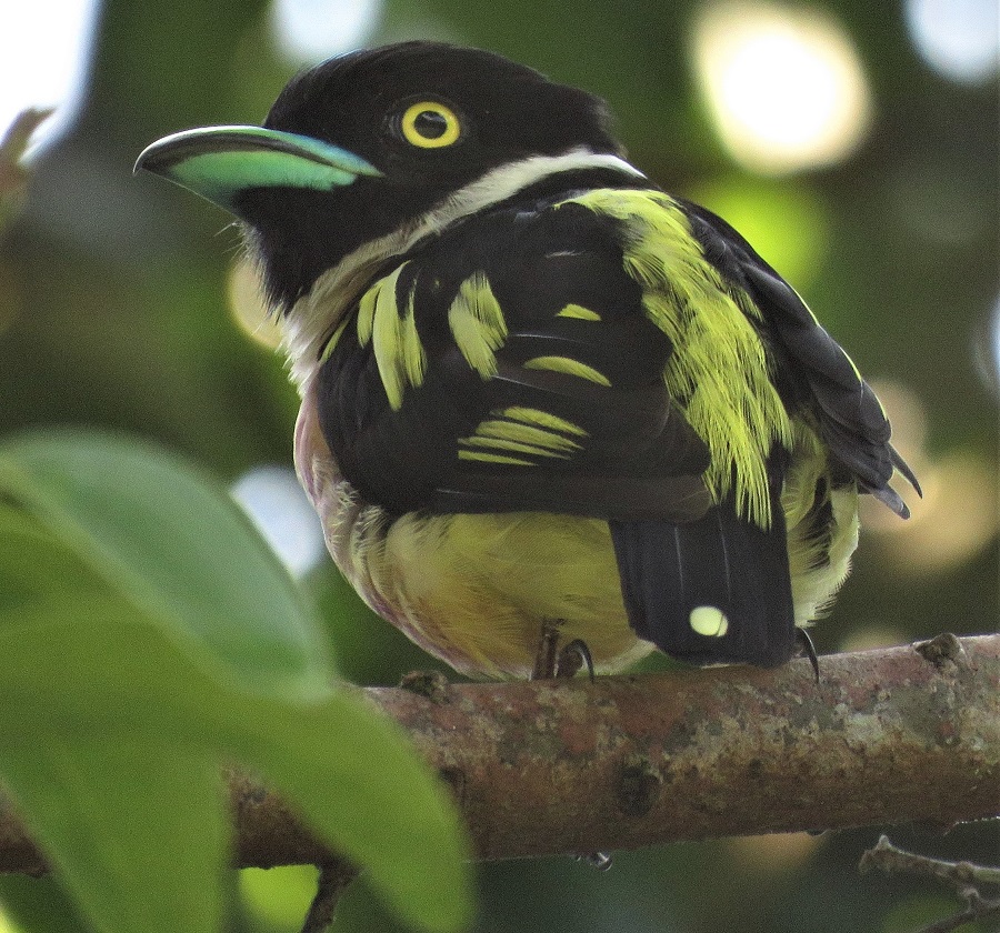 Black-and-yellow Broadbill. Photo © Gina Nichol.