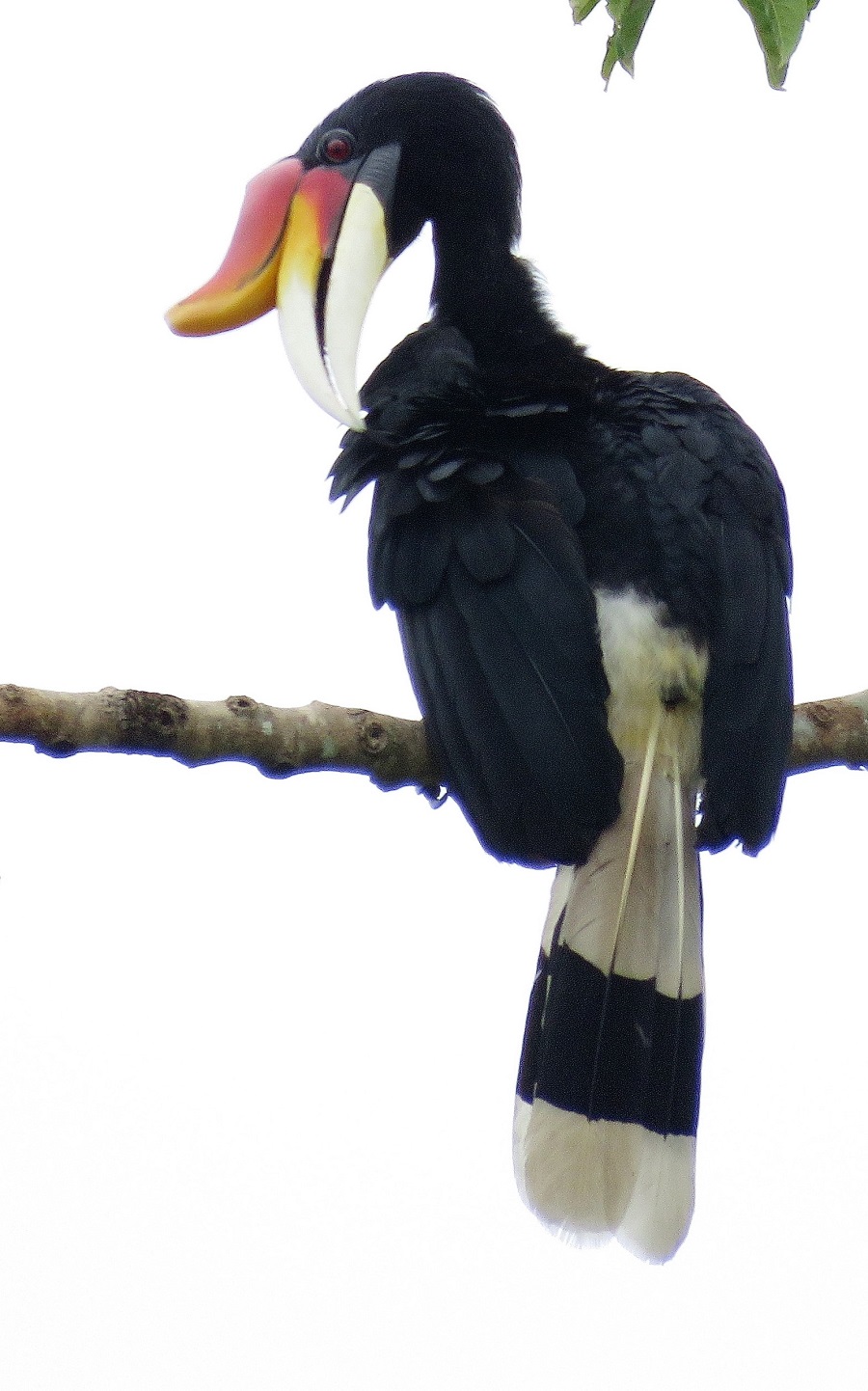 Rhinocerous Hornbill. Photo © Gina Nichol